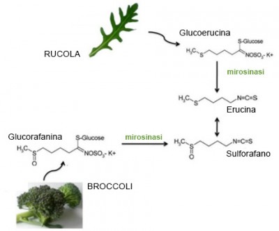 Rucola, Proprietà Nutritive, Benefici Per La Salute, Usi E ...