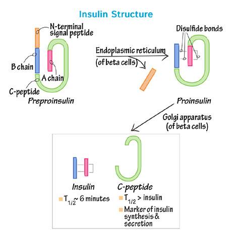 Sintesi dell'insulina